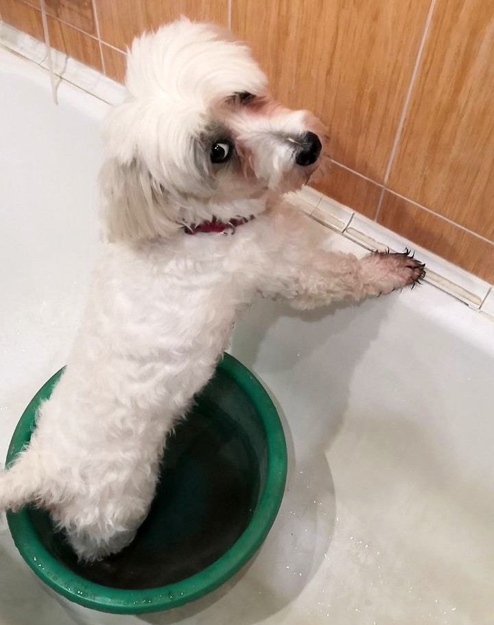 Как помыть лабрадора в ванной